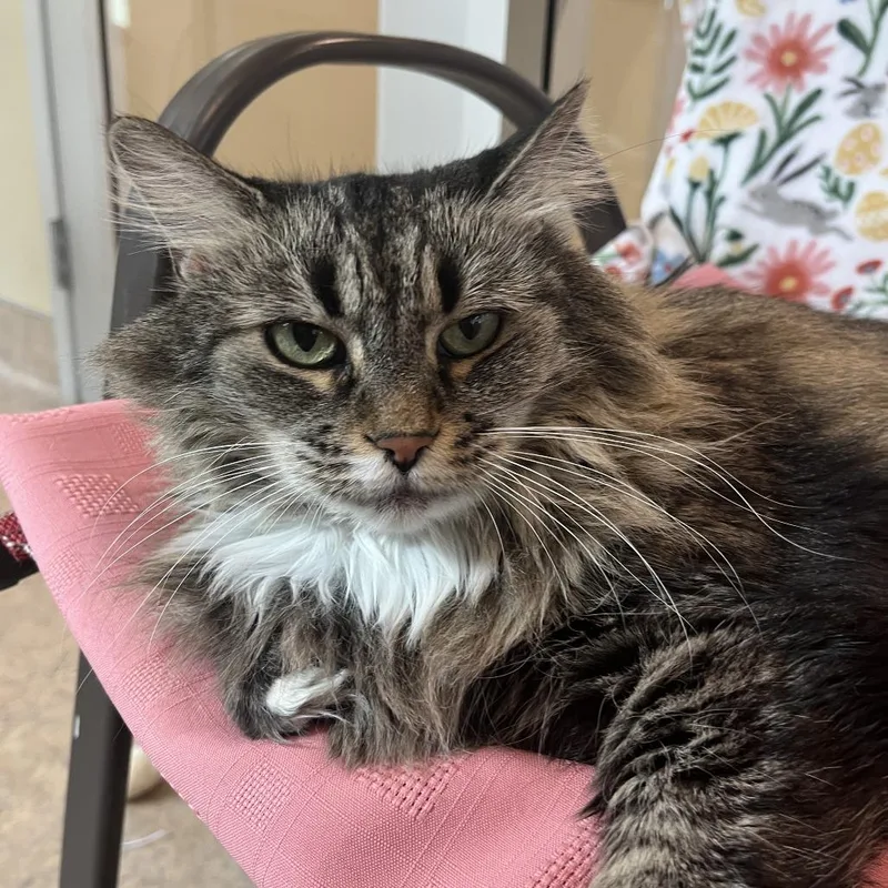 A senior small-sized female Brown / Chocolate Domestic Long Hair cat named Missy Lou for adoption in Temecula, CA