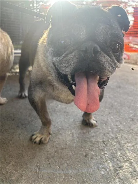 An adult small-sized male Pug dog named Chewbacca for adoption in San Antonio, TX