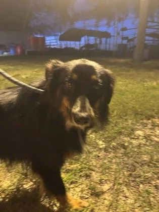 An adult medium-sized male Australian Shepherd dog named Ziggy for adoption in Inverness, FL