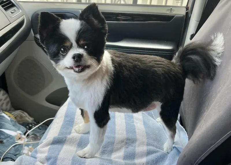 A senior small-sized male Pomeranian dog named Bandito for adoption in Pottstown, PA