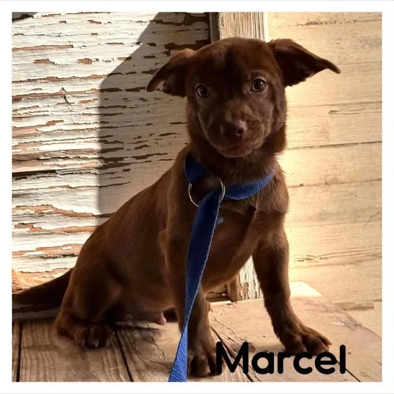 A baby small-sized male Dachshund dog named Marcel for adoption in Coldwater, MI