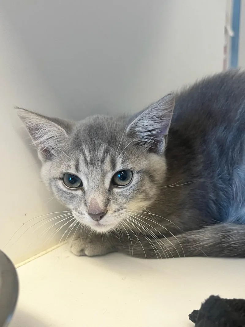 A baby small-sized female Tabby (Gray / Blue / Silver) Domestic Short Hair cat named Aquarius for adoption in Manassas, VA