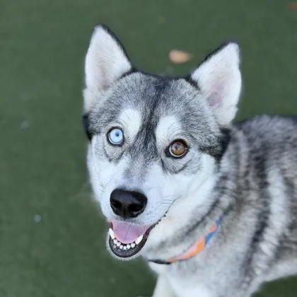 A young large-sized female Siberian Husky dog named Snowstorm for adoption in Sacramento, CA