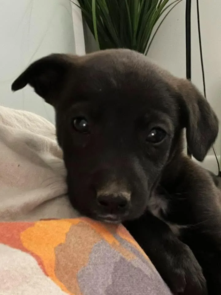 A baby small-sized male Black Labrador Retriever dog named Pickle for adoption in Salt Lake City, UT