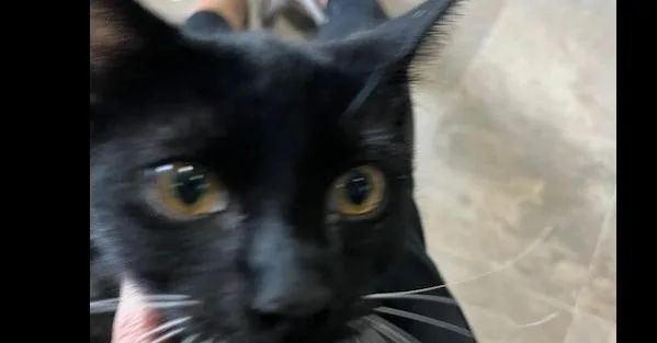 A baby medium-sized male Black & White / Tuxedo Domestic Short Hair cat named Frederick for adoption in Anoka, MN