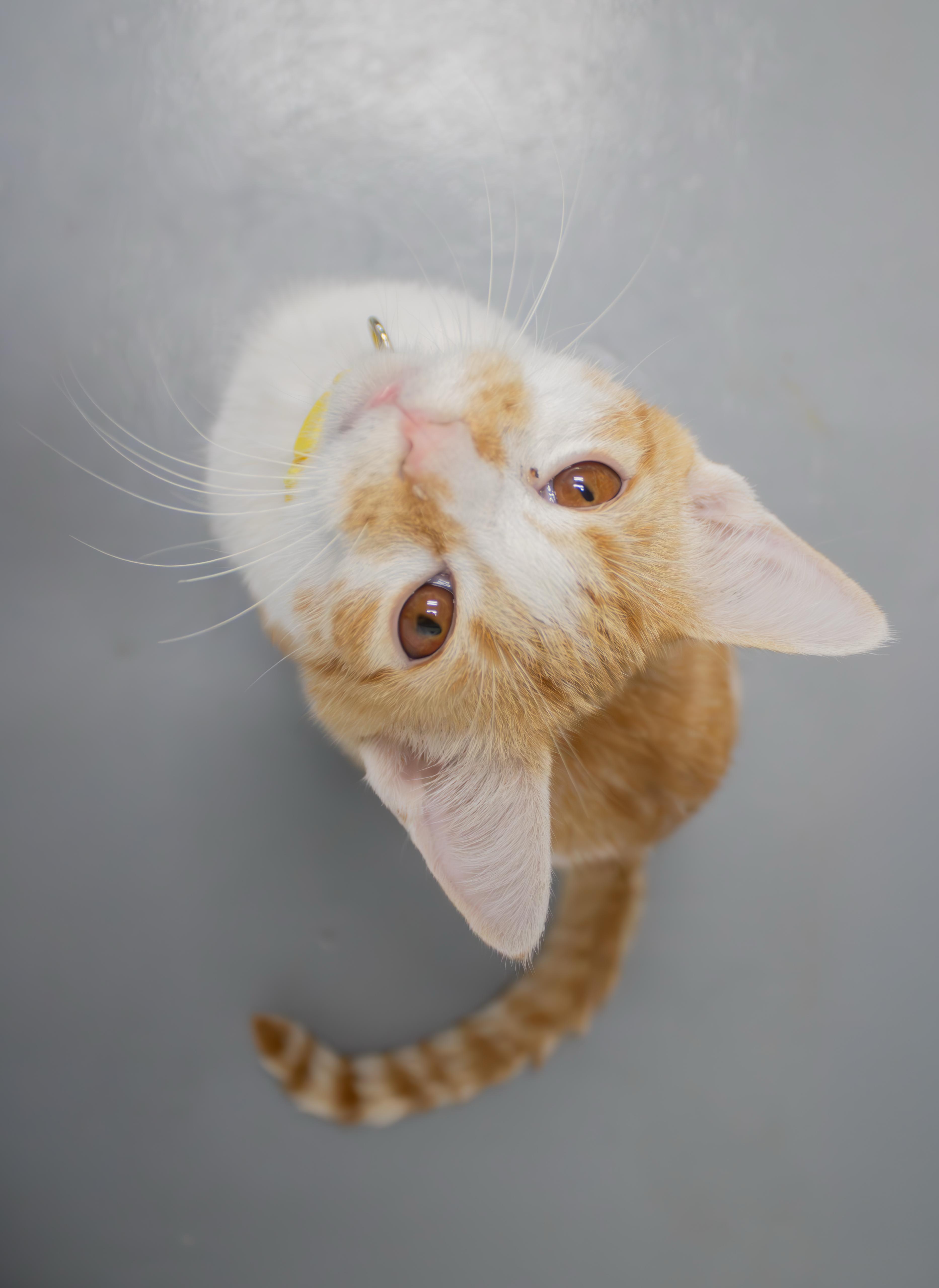 A young small-sized male Orange & White Domestic Short Hair cat named Butternut for adoption in Morganton, NC