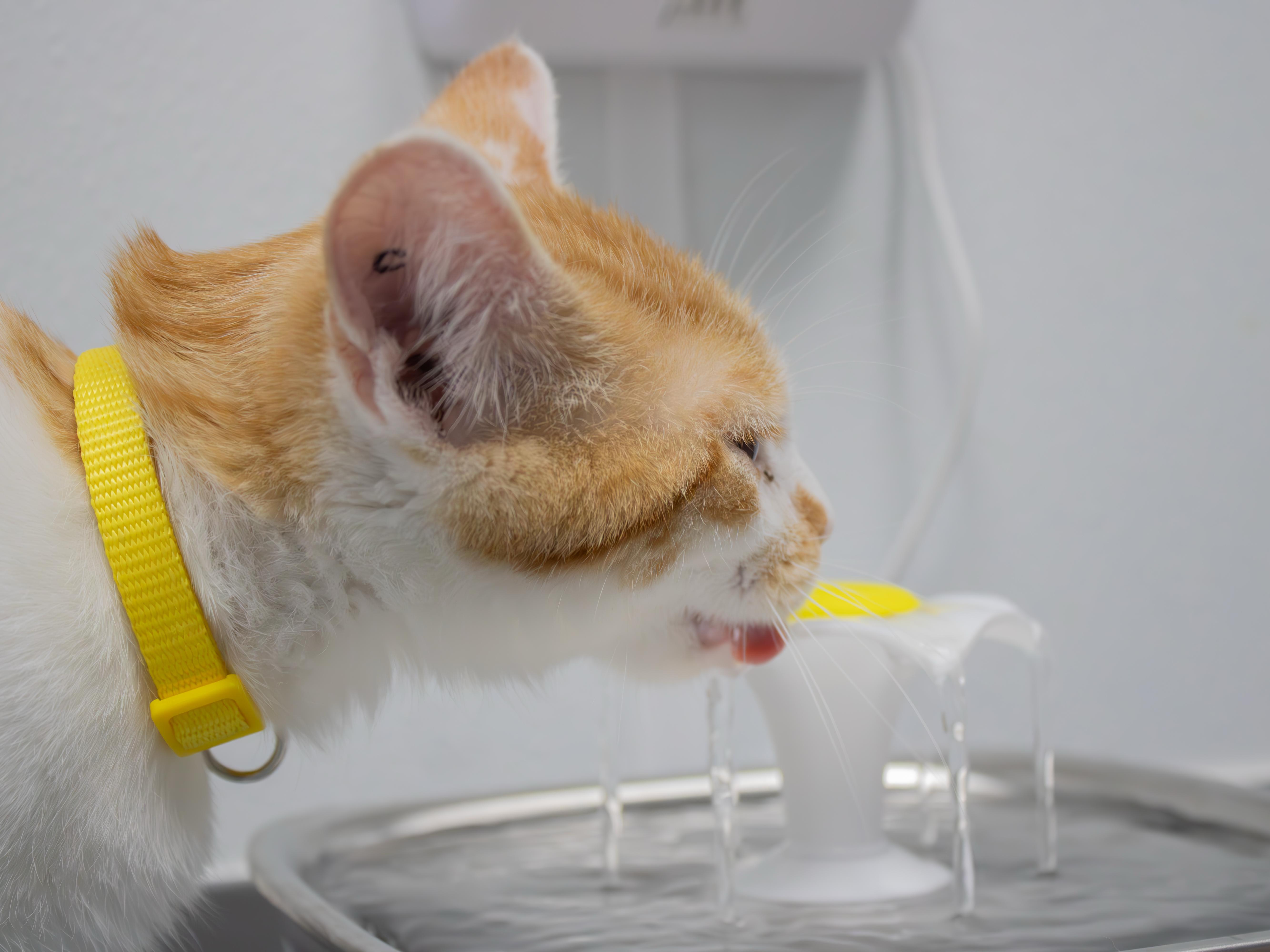 Butternut thumbnail 2