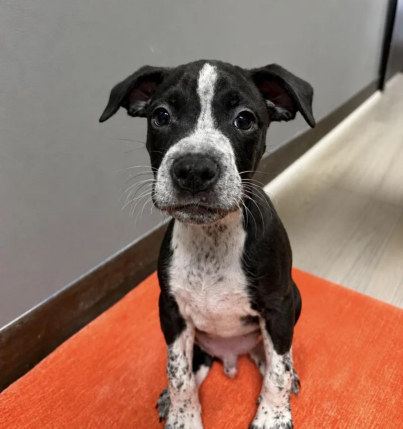 A baby medium-sized male Mixed Breed dog named Mcdreamy for adoption in MYRTLE BEACH, SC