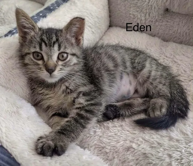 Eden thumbnail 2