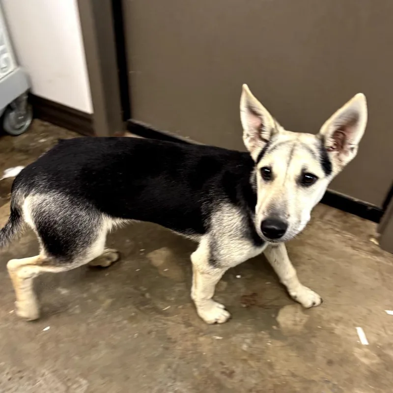 A young medium-sized female Yellow / Tan / Blond / Fawn Shepherd dog named Miffy for adoption in Cleveland, MS