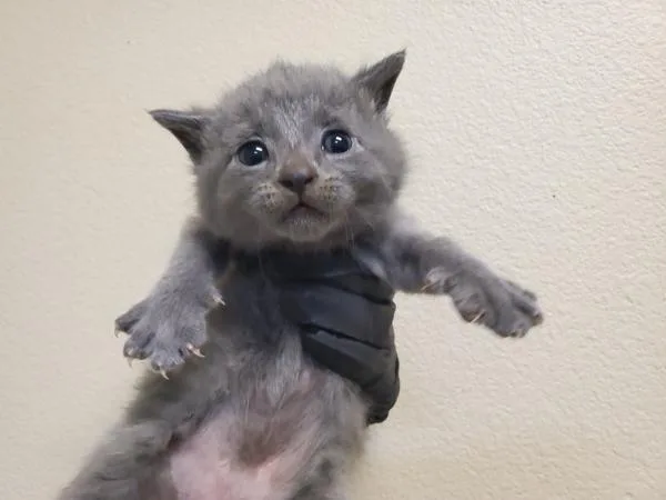 A baby small-sized male Domestic Short Hair cat named Pocket for adoption in Oceanside, CA