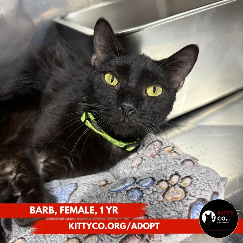 A young medium-sized female Black Domestic Short Hair cat named Barb for adoption in Bridgeville, PA
