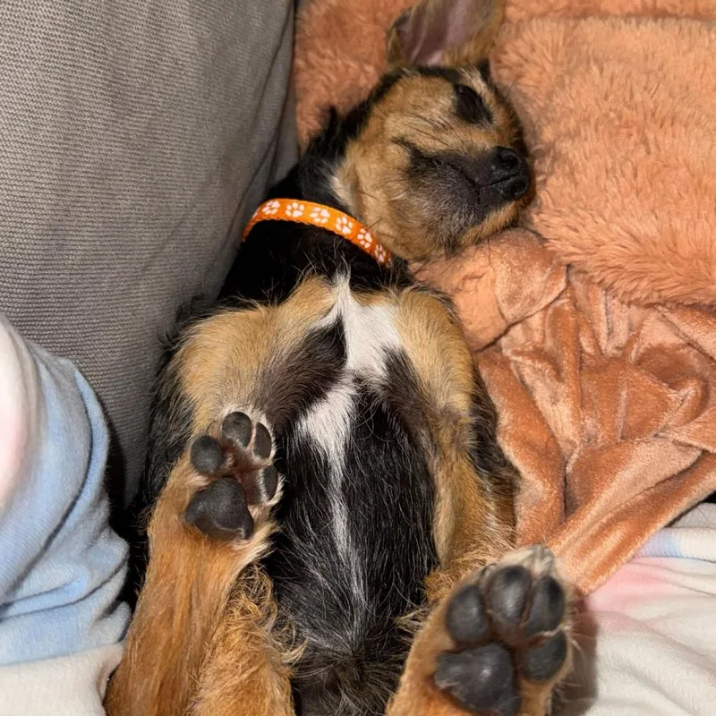 A young small-sized female Yellow / Tan / Blond / Fawn Mixed Breed dog named Ronnie for adoption in San Francisco, CA