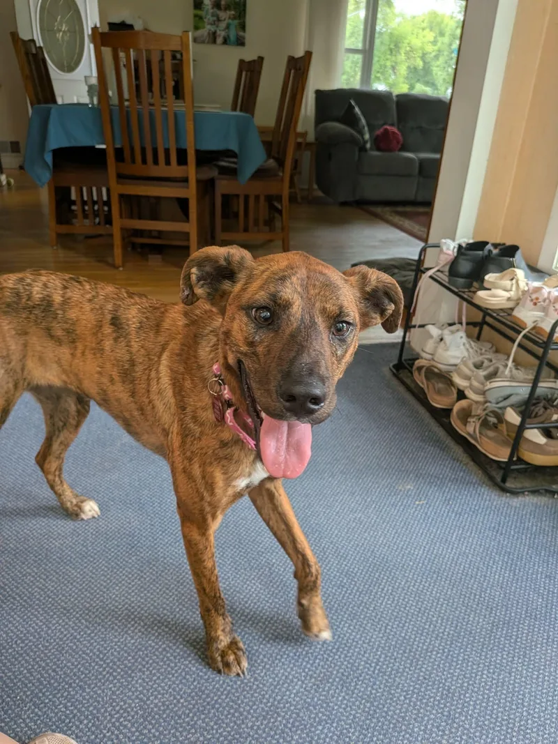An adult medium-sized female Brindle Boxer dog named Marina for adoption in Grand Forks, ND