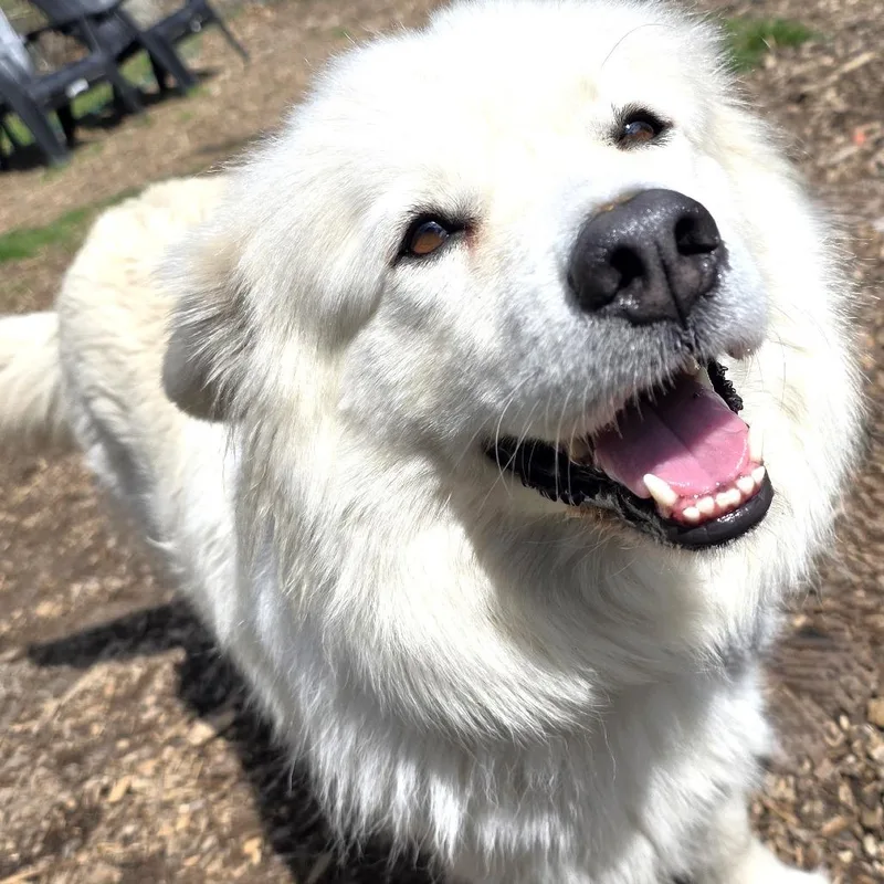 Klondike thumbnail 3