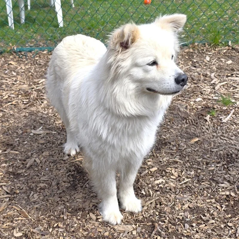 An adult medium-sized female White / Cream Great Pyrenees dog named Klondike for adoption in Michigan City, IN