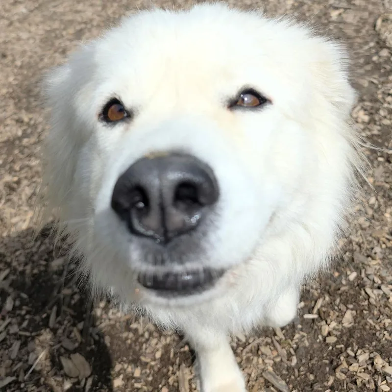 Klondike thumbnail 6