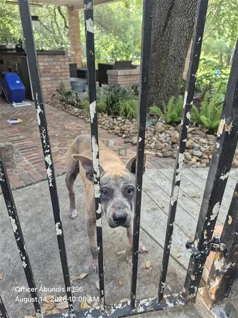 A senior medium-sized female American Staffordshire Terrier dog named Carly for adoption in San Antonio, TX