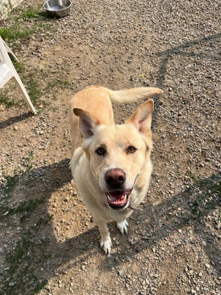 An adult large-sized male Golden Retriever dog named Maynard for adoption in Virginia, MN