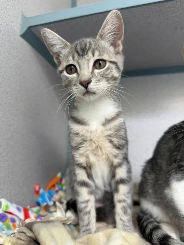 A baby small-sized female Domestic Short Hair cat named Avocado for adoption in Skillman, NJ