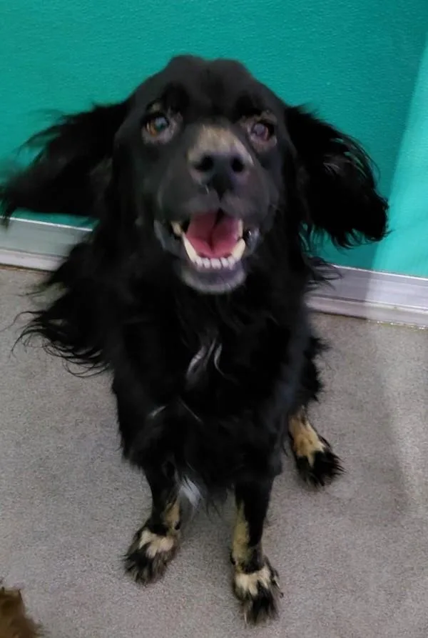 An adult medium-sized male Terrier dog named Ricco for adoption in Tulare, CA