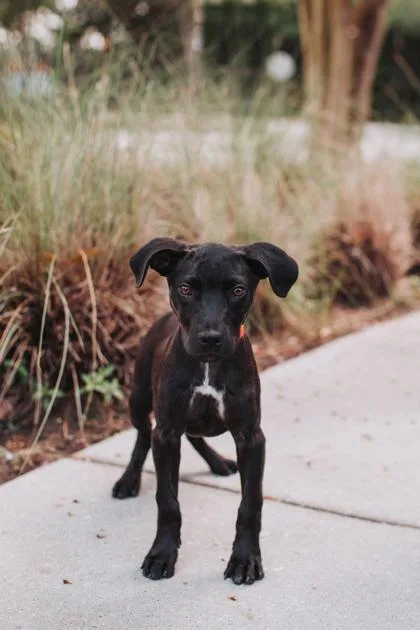 A young small-sized female Retriever dog named A Esmeray for adoption in North Charleston, SC
