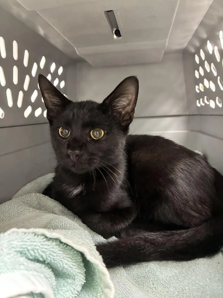 A baby small-sized male Black Domestic Short Hair cat named Jon for adoption in Marietta, GA