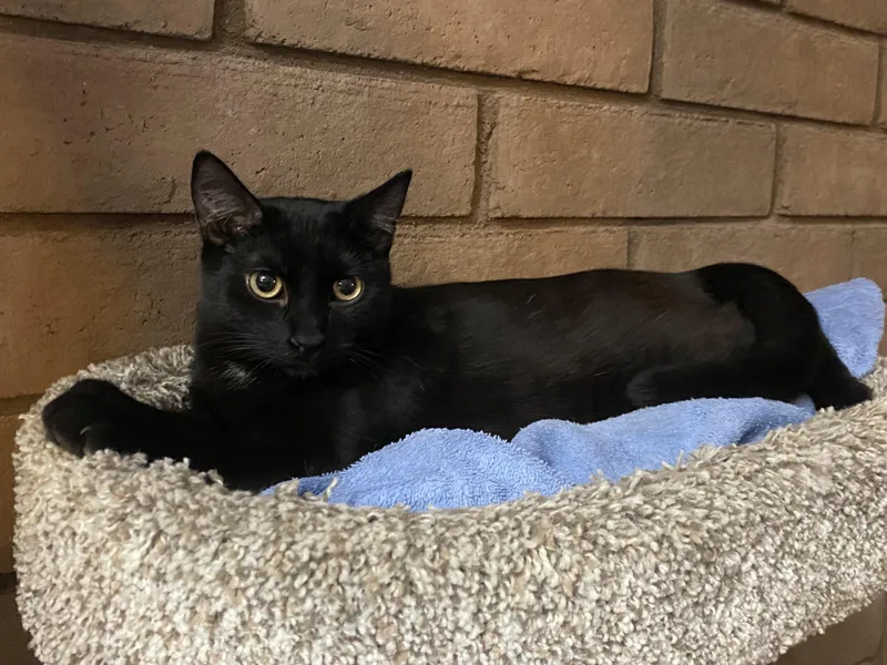A baby medium-sized male Black Domestic Short Hair cat named Thomas for adoption in Phoenix, AZ