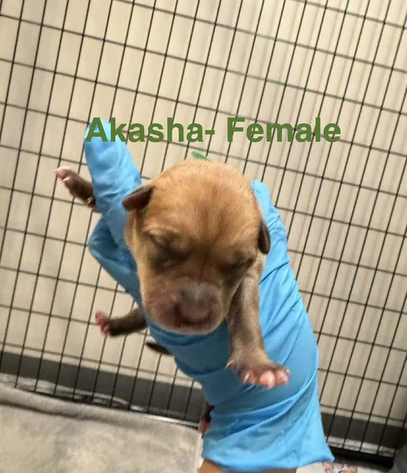 A baby medium-sized female Tricolor (Brown, Black, & White) Shepherd dog named Akasha for adoption in Clinton Township, MI