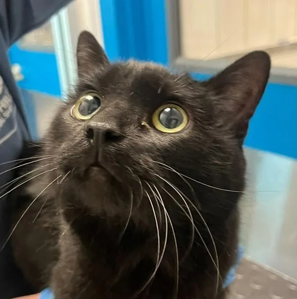 A senior small-sized female Domestic Short Hair cat named Nala for adoption in Golden, CO