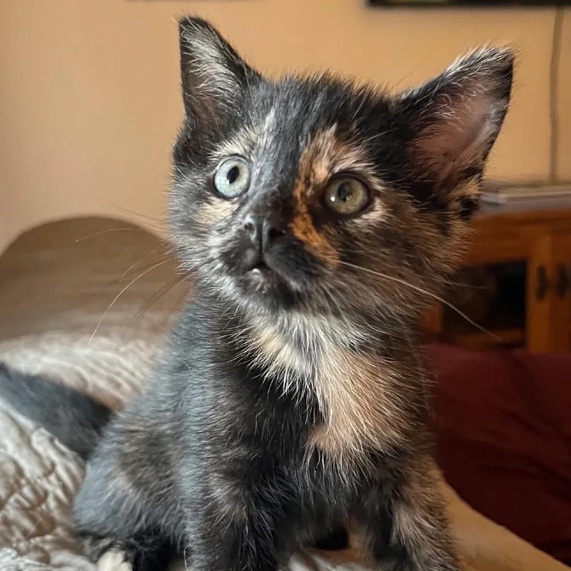 A baby small-sized female Orange / Red Domestic Short Hair cat named Sunburn for adoption in Troy, IL
