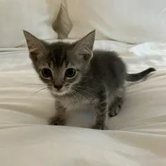 A baby small-sized male Gray / Blue / Silver Domestic Short Hair cat named Jesse for adoption in Greensboro, GA