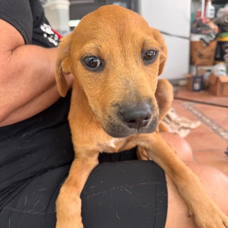 L Pup: Luigi