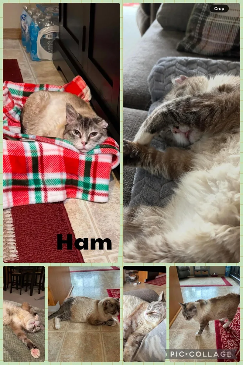 An adult medium-sized male Cream Point Domestic Short Hair cat named Ham for adoption in Newberg, OR