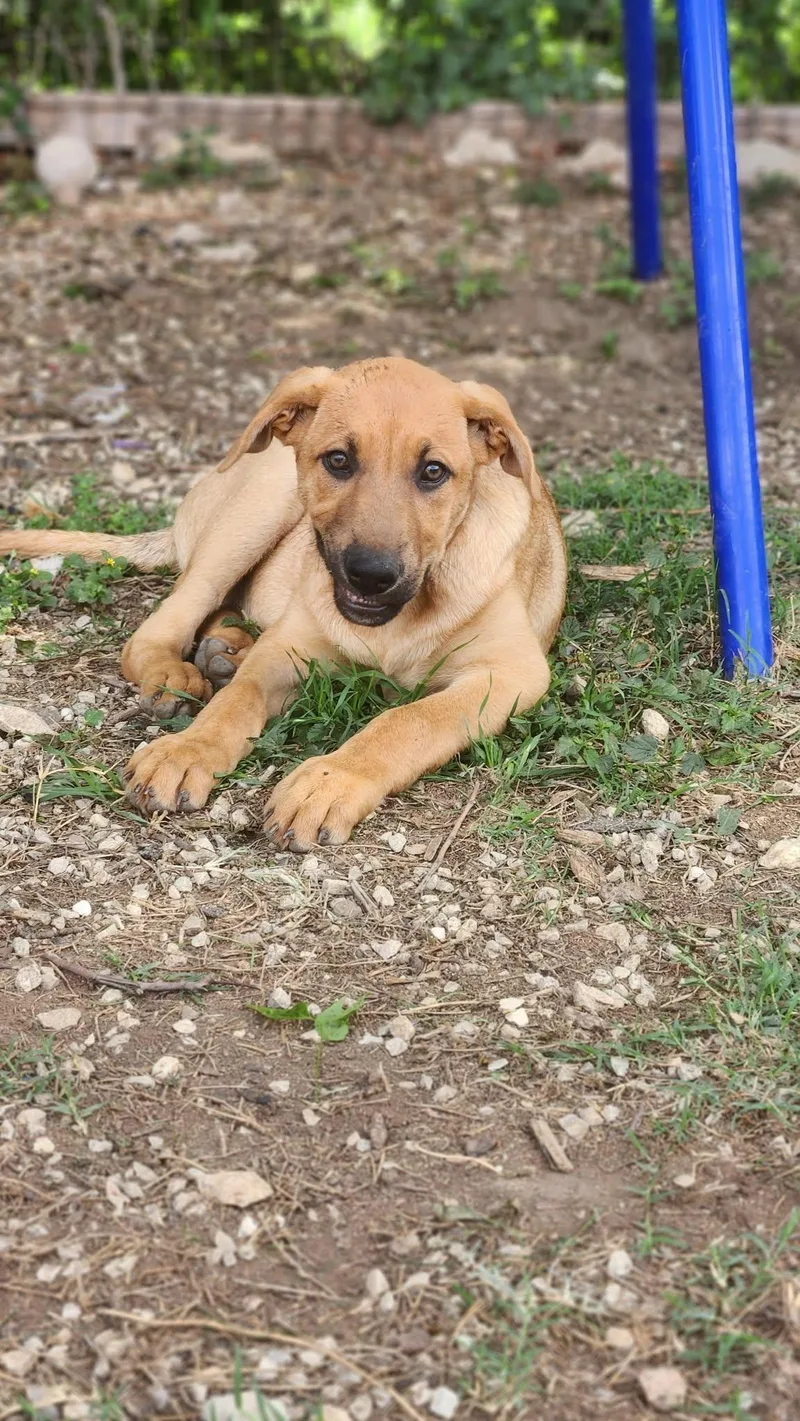 Casanova Al thumbnail 4