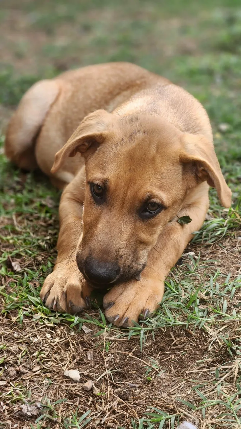 A baby medium-sized male Yellow / Tan / Blond / Fawn Shepherd dog named Casanova Al for adoption in Austin, TX