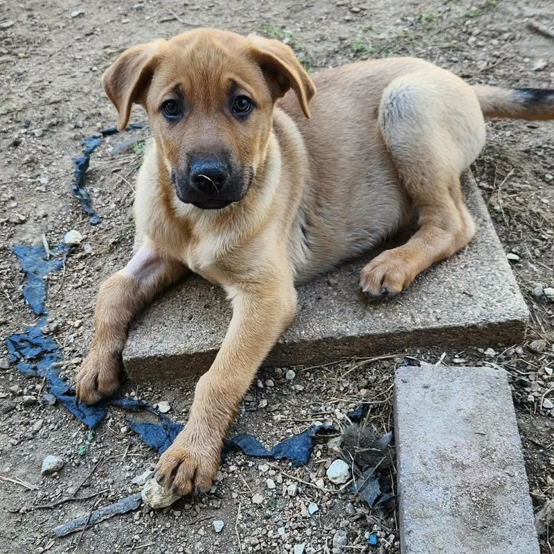 Casanova Al thumbnail 5