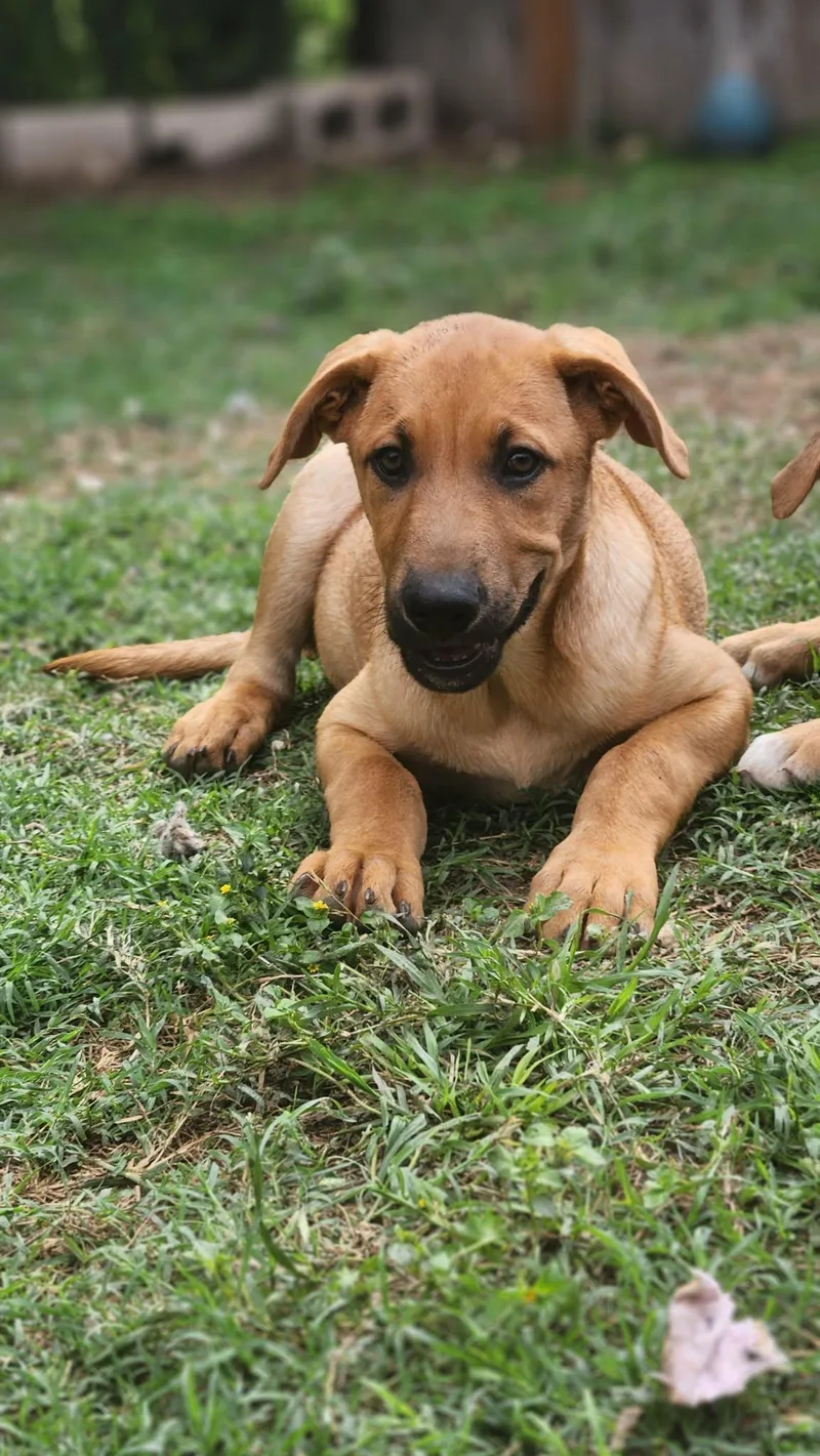 Casanova Al thumbnail 6