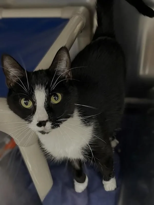 An adult small-sized female Domestic Short Hair cat named Elsa for adoption in Roanoke, VA