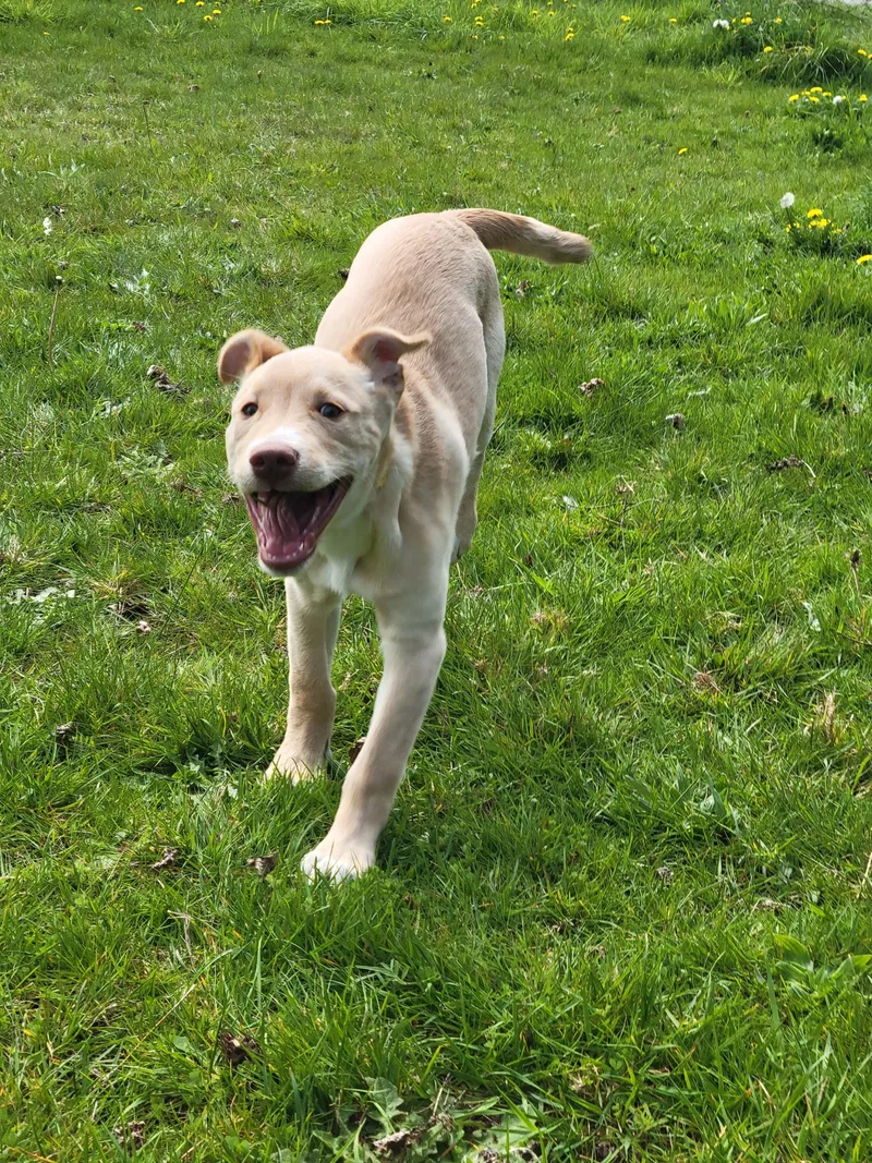 A baby medium-sized male Apricot / Beige German Shepherd Dog dog named Charlie for adoption in Port Angeles, WA