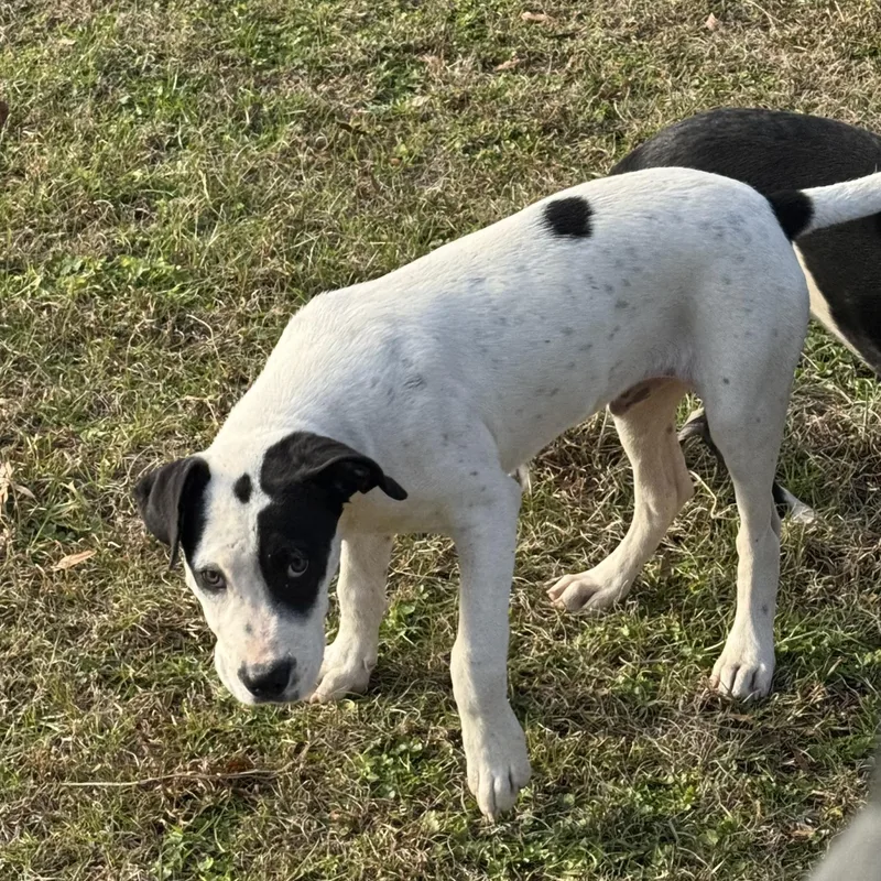 A young medium-sized male Harlequin Pit Bull Terrier dog named Kipper for adoption in Holly Springs, MS