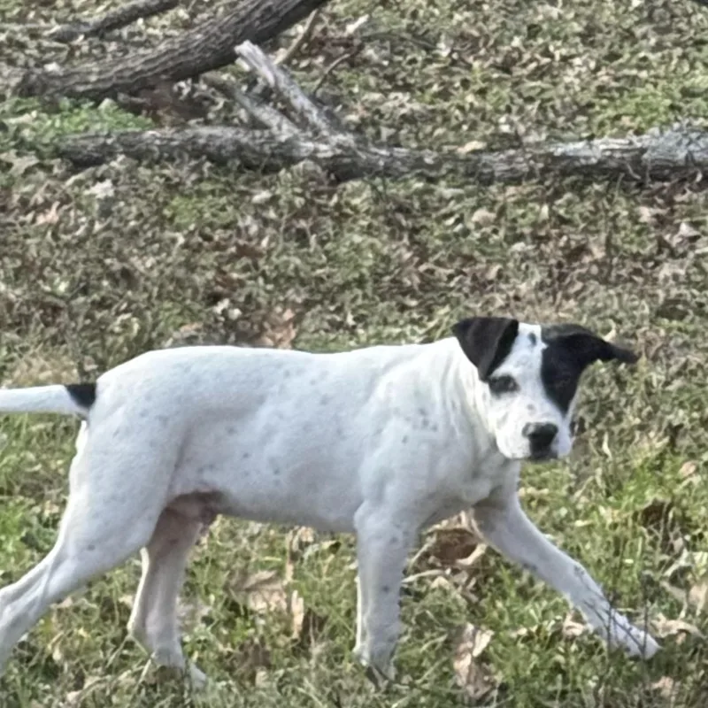 Kipper thumbnail 2