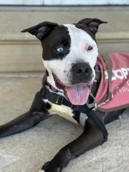 An adult medium-sized female Mixed Breed dog named Icelynn for adoption in West Chester, PA