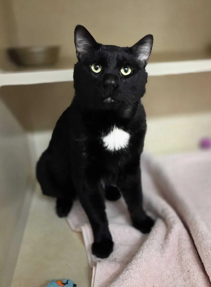 An adult medium-sized male Domestic Short Hair cat named Rebel for adoption in Elmsford, NY