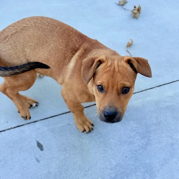 A baby medium-sized male Golden Basset Hound dog named Lariat for adoption in Mountain Center, CA
