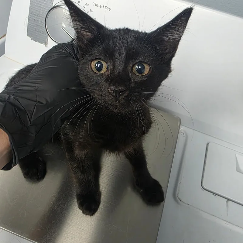 A baby small-sized male Black Domestic Short Hair cat named Hardy for adoption in Duncan, OK