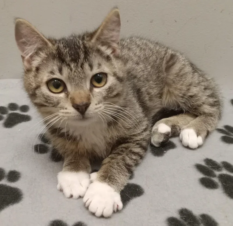 Little White Shoes thumbnail 2