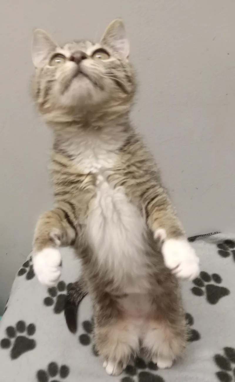 Little White Shoes thumbnail 4