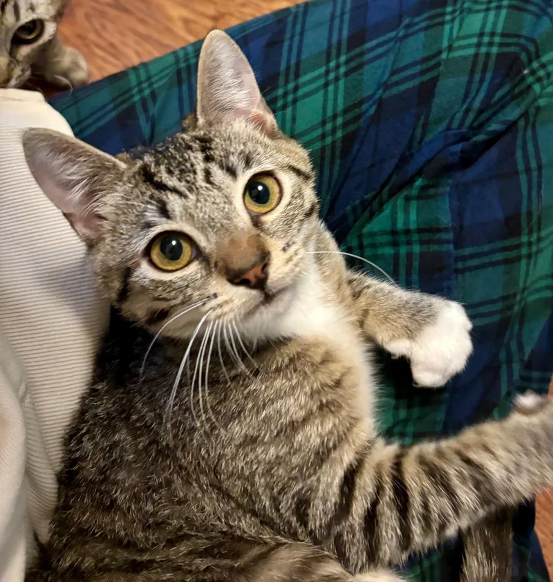 Little White Shoes thumbnail 6