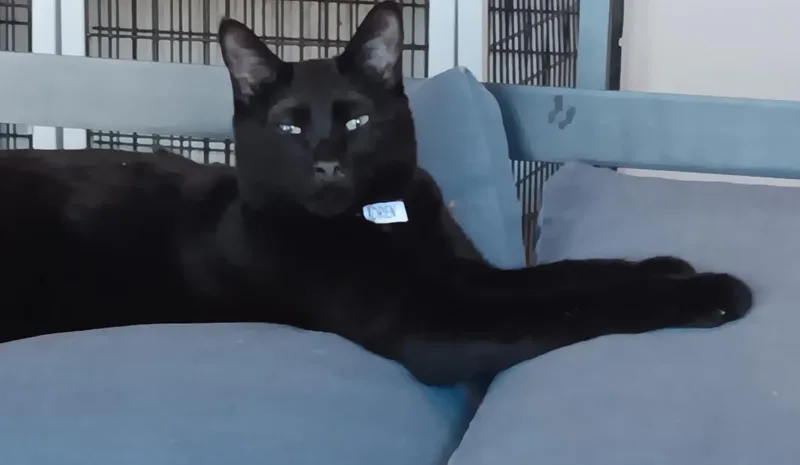 An adult medium-sized male Black Bombay cat named Adrien for adoption in Las Cruces, NM